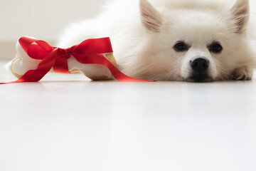 white Dog bone with red bow lying on the flore. gift for the dog. dog snack. present.