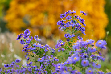 Purple Aster (Aster Dumosus) with an orange leaved fall tree in the background.