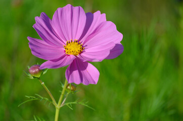 Obraz premium ピンクのコスモスの花のアップ