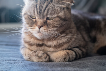 Serious, displeased cat Scottish Fold looks thoughtfully with folded legs and lying on a soft sofa. Close-up.