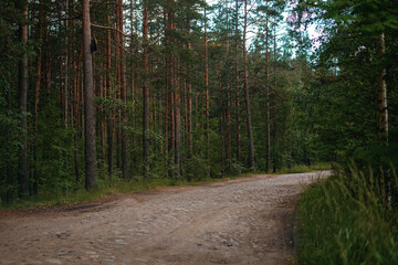 old block stone road in a pine forest