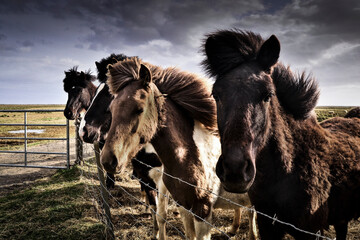 Horses, Iceland