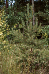 little pine tree in the forest in summer time