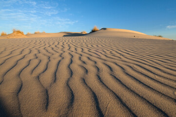 A dramatically rippled sand dune in the Kalahari against in the blue sky