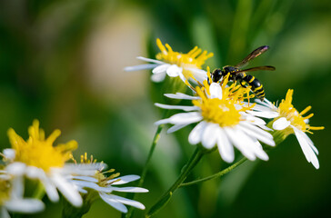 Wasp on a white flower in a field in summer