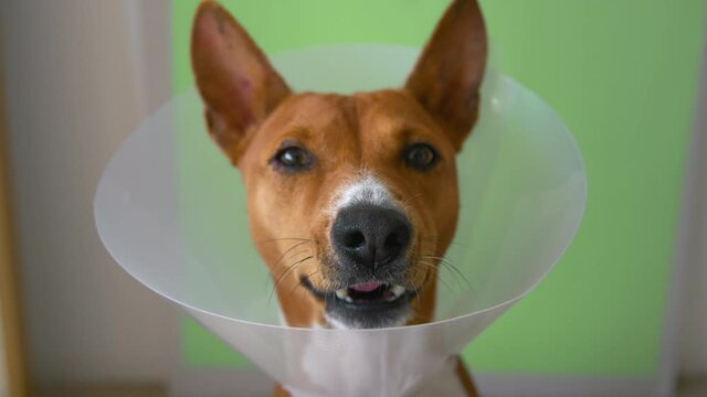 Funny adorable cute dog in cone collar after visit to veterinary doctor. Basenji small dog yawn and lick face, wait for treat and look into camera. Pet vet medicine and dog care