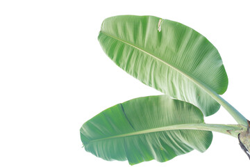 Banana leaves