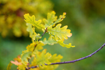 Oak autumn leaves on a tree. Outdoor. Soft selective focus.