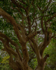 Trail in Santa Catarina's beaches 