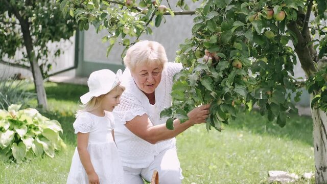 Grandmother and granddaughter are doing gardening. They are picking apples from a tree. The child is curious and happy. Love and generations relationship. Harvesting concept. Slow motion.
