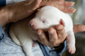 Cute newborn dog female puppy