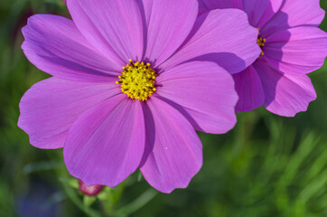 薄紫のコスモスの花のクローズアップ