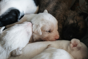 Cute newborn dog female puppy