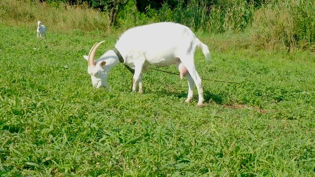 A white cash goat grazes on a pasture on a Sunny summer day