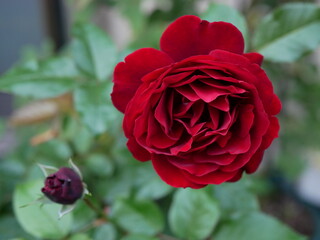 beautiful red rose