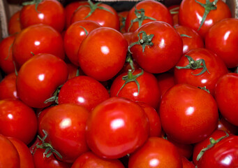 harvesting on the farm a lot of ripe red tomatoes with green twigs in a heap background