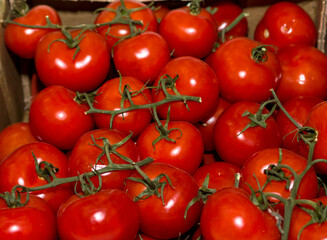harvesting on the farm a lot of ripe red tomatoes with green twigs in a heap background