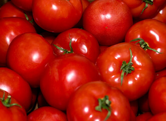 harvesting on the farm a lot of ripe red tomatoes with green twigs in a heap background