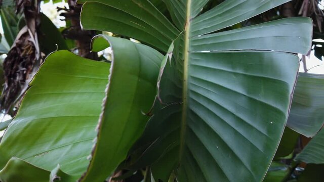 Broad Leaf of South American Travellers Palm Curling from Summer Heat, Tilt Up