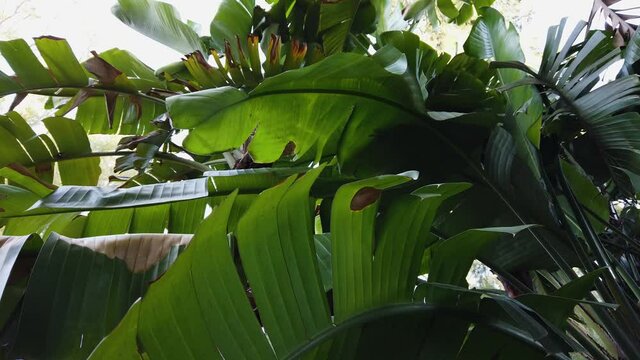 South American Travellers Palm Leaves, Phenakospermum guyannense, Closeup