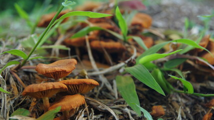 Nature's Orange Mushroom