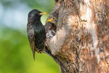 The starling Sturnus vulgaris feeds the youngsters in its nesting cavity - obrazy, fototapety, plakaty