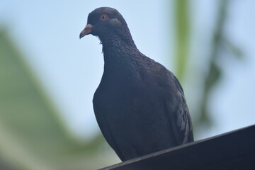 pigeon in the park