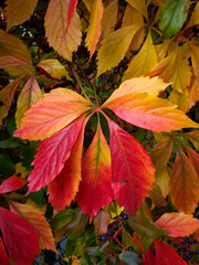 pattern of autumn leaves of different colors, red, orange, yellow, green