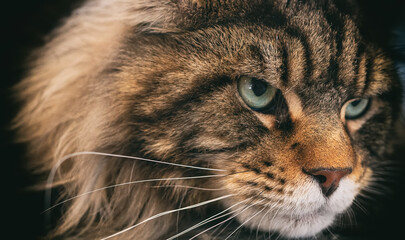 Portrait of Maine Coon. Largest domesticated cat breed.