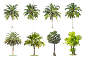 Fototapeta na wymiar Coconut and palm trees Isolated tree on white background , The collection of trees.Large trees are growing in summer, making the trunk big.