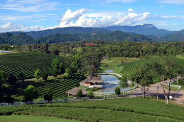 Thailand - Choui Fong Tea Plantation