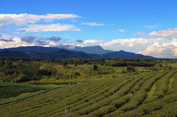Fototapeta na wymiar Thailand - Choui Fong Tea Plantation