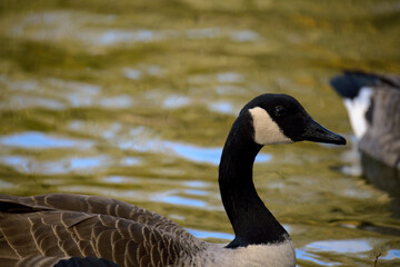 Obraz premium bernaches