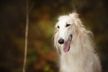 Obraz na płótnie Canvas Adorable russian borzoi dog in the dark fall forest. Beautiful dog breed russian wolfhound in autumn