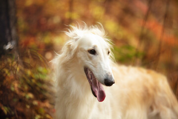Beautiful russian borzoi dog in the forest in fall. Close-up of gorgeous and graceful dog breed russian wolfhound
