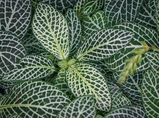 Fittonia (mosaic plant, nerve plant) leaves pattern 