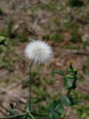 dandelion head