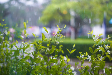 Blurred beautiful  flowers blooming at spring in raining day during to Rainy season. Bokeh blur background in the garden.