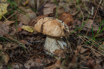 Boletus mushroom growing in the wild forest