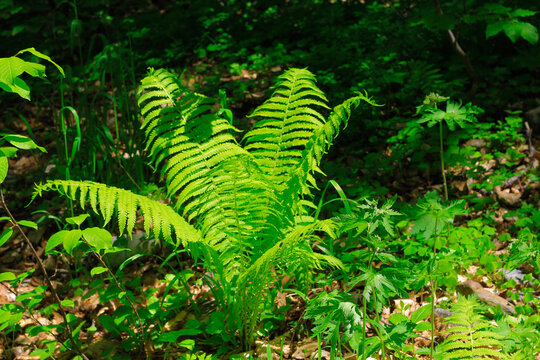 Bush of green fem leaves in the wood