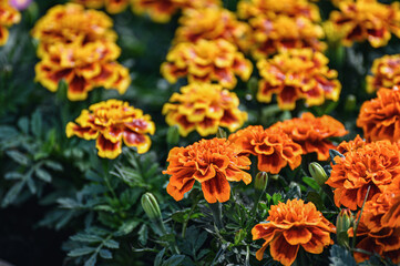 Yellow and orange marigolds or a close-up of an erect flower in a flower bed in a garden