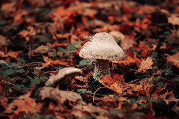 Mushroom in bright fallen leaves in autumn. Beautiful fall scene.