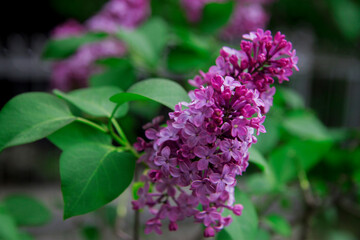 Fototapeta premium Blossom of violet and purple lilac flowers bush in spring