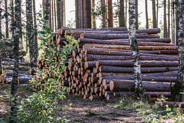 piles of tree trunks are piled in the meadows along the muddy forest road.
