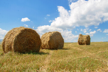 Straw roll bales in harvested field at the daytime