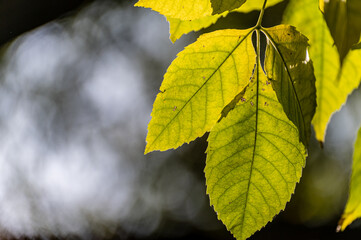 Fototapeta premium Beautiful autumn leaves and plants backlit. Yellow leaves in the sun.