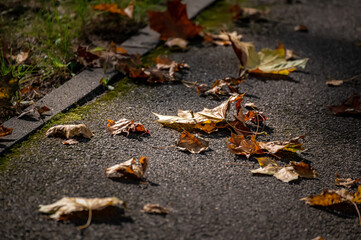 Yellow and brown fallen leaves of trees lie on the asphalt. Autumn textured background.