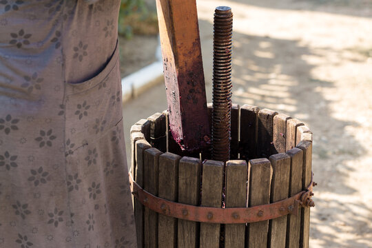 Winepress with red must and helical screw. Production of traditional Italian wines, crushing of grapes.