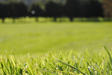 césped, verde, campa, naturaleza, césped, verano, fábrica, primavera, dehesa, al aire libre,...