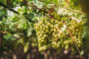 Wondeful organic grapes in the vineyard